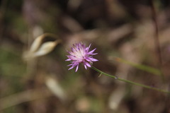 Centaurea aristata