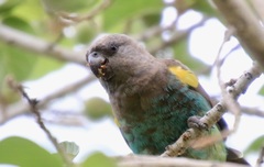 Meyer's Parrot photo 3