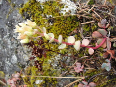 Sedum flavidum