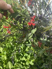 Solanum dulcamara