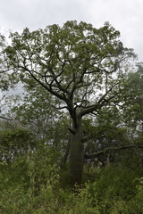 Ceiba trischistandra