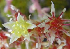 Sedum flavidum