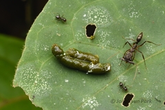 Odontomachus haematodus