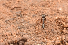 Odontomachus haematodus