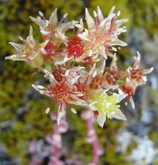 Sedum flavidum