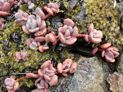 Sedum flavidum