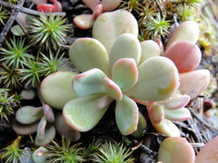 Sedum flavidum