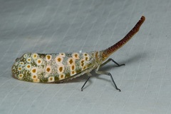 Pyrops oculatus