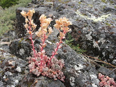 Sedum flavidum