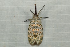 Pyrops oculatus