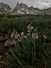 Primula tetrandra