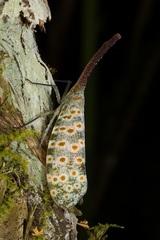 Pyrops oculatus