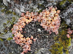 Sedum flavidum