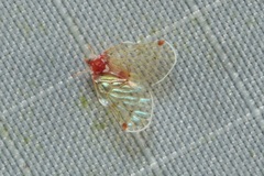 Saccharodite securifera