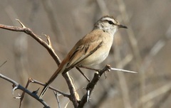 Cercotrichas paena