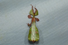 Pulchriphyllium abdulfatahi