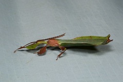 Pulchriphyllium abdulfatahi