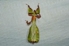 Pulchriphyllium abdulfatahi