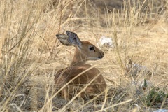 Raphicerus campestris steinhardti