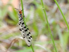 Myrmeleon erythrocephalus