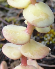 Sedum flavidum