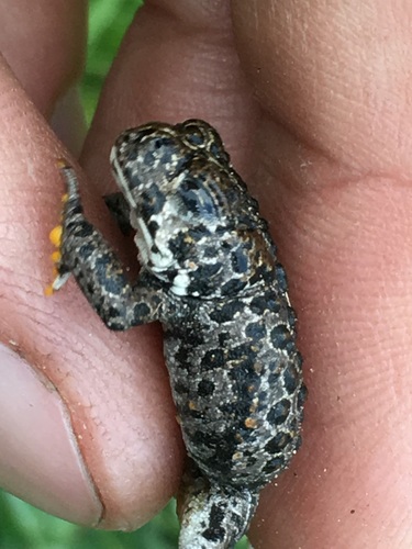 iNaturalist observation photo of Yosemite Toad