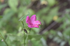 Hibiscus phoeniceus