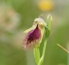 Calochilus robertsonii