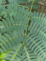Albizia procera