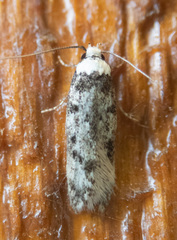 Endrosis sarcitrella