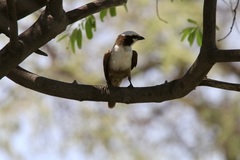 Eurocephalus anguitimens