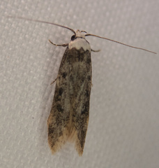 Endrosis sarcitrella