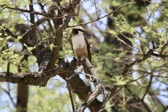 Eurocephalus anguitimens