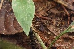 Pachycondyla crassinoda