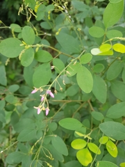 Desmodium procumbens