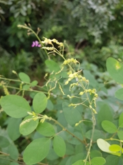 Desmodium procumbens