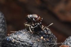 Pachycondyla crassinoda