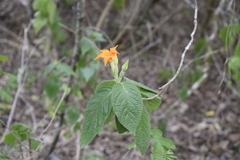 Sphinctanthus aurantiacus