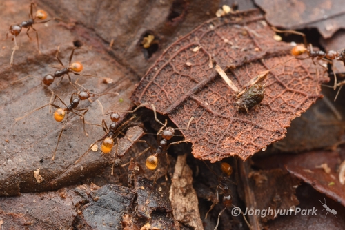 Pheidole xanthogaster