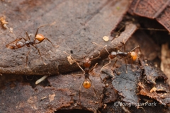 Pheidole xanthogaster