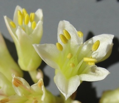 Sedum flavidum