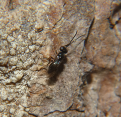 Megaspilidae