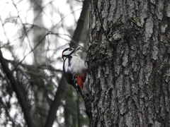 Dendrocopos major