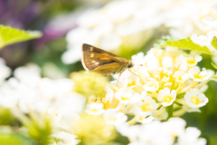 Polites themistocles