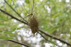 Echinopepon racemosus