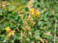 Barbarea bracteosa