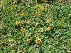 Barbarea bracteosa