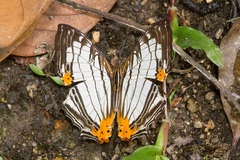 Cyrestis maenalis
