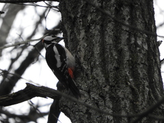 Dendrocopos major
