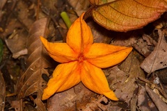 Mussaenda maingayi